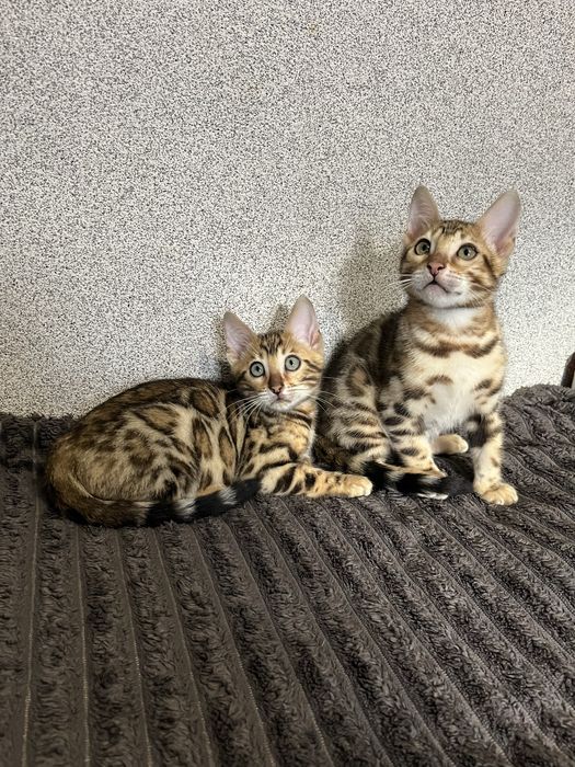 Бенгальські кошенята
