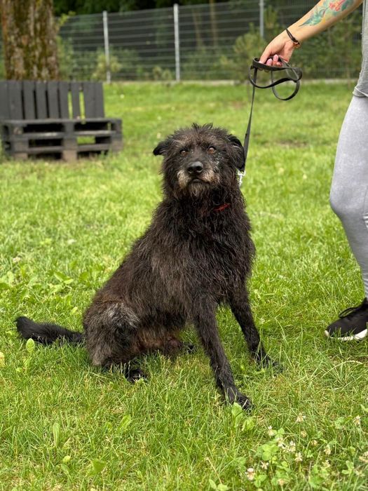 Kudłaty Mefisto czeka na swojego człowieka. ADOPTUJ