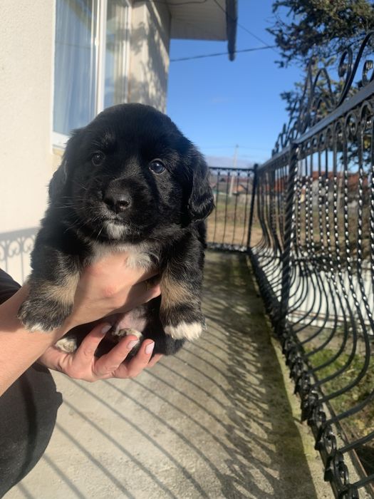 Віддам щенят метис у добрі руки