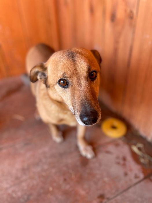 Pikuś - mądry piesek do adopcji