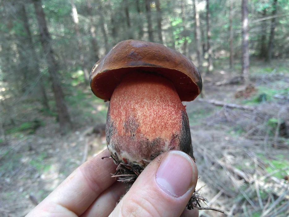 Grzyby świeże, borowiki, prawdziwki, podgrzybki, kozaki, kanie