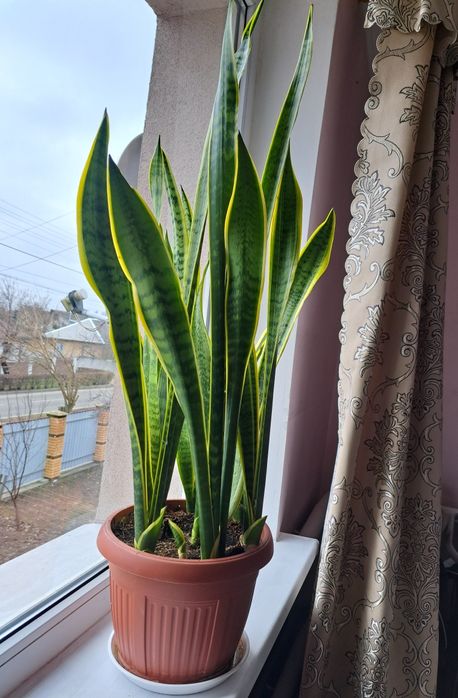 Сансевієрія у вазоні або ж ,,тещин язик"