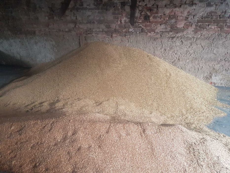 Sprzedam zboże pszenżyto jęczmień i owies na pasze zbiór 2025   .