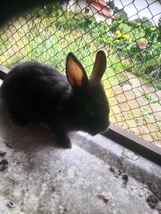 Króliki miniaturki i gołebie widyny wymienie