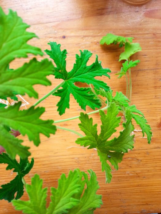 Geranium anginka kwiat doniczkowy