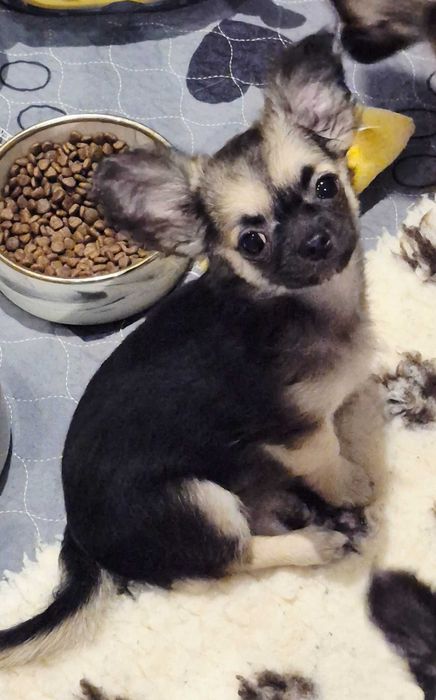 Chiuhaha Samiec długowłosy z Domowej Hodowli Gotowy na nowy Dom