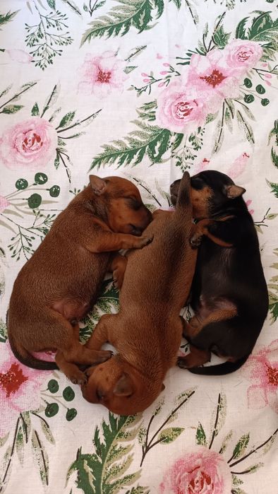 Pinczer Miniaturowy ZKwP/FCI po Ch.PL Zapowiedź Miotu Kwiecień 2026r.