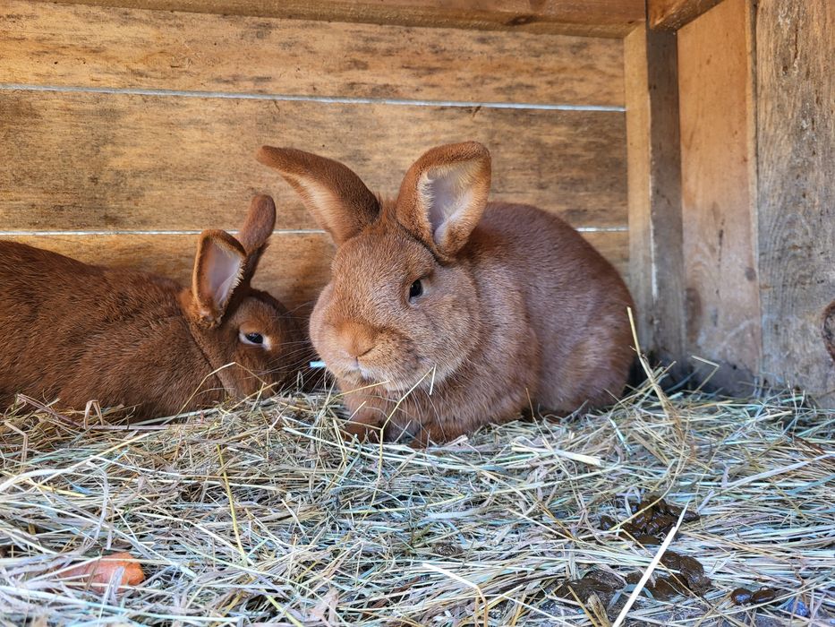 Samiec Nowozelandzki czerwony