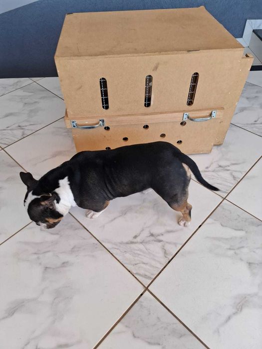 Caixa em Madeira Nº 6 para transporte da cães em avião