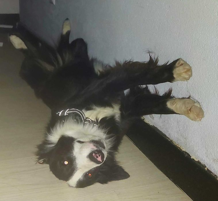 (ADOÇÃO ESPECIAL - Ler Tudo) Border Collie (3F)