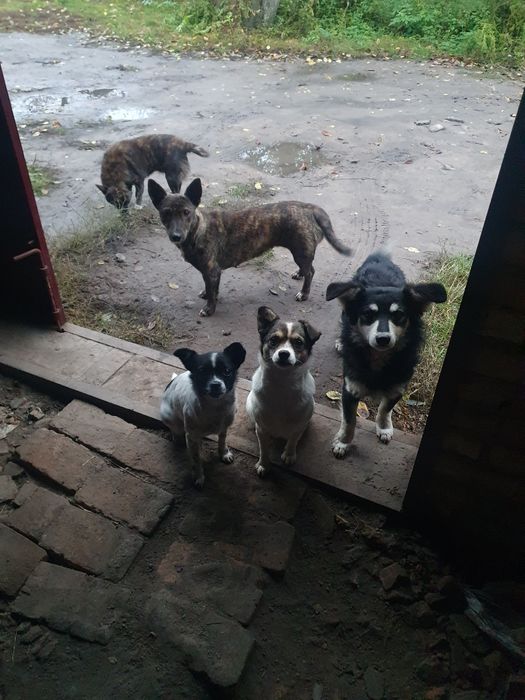 Собачки Безкоштовно.