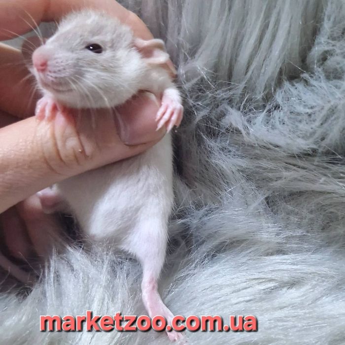 Шукаєте наймилішого домашнього улюбленця? Ось вона – ваша майбутня улю