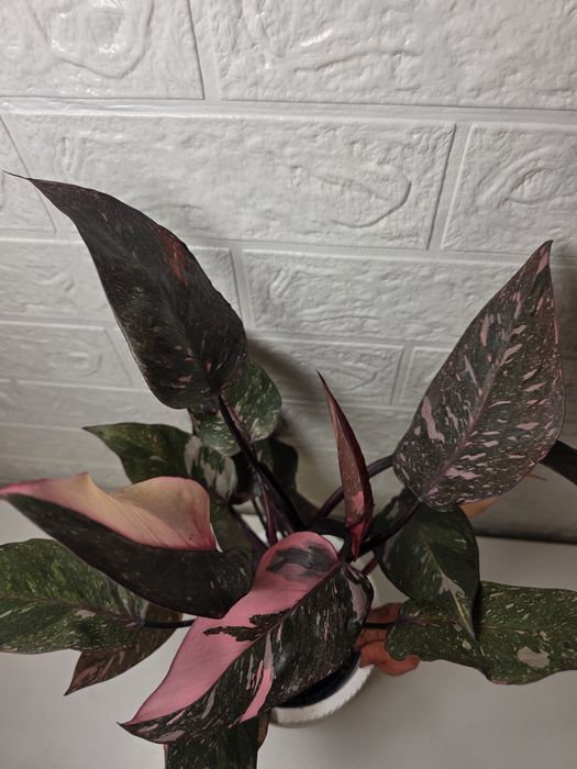 Philodendron Pink Princess Galaxy (Marble)
