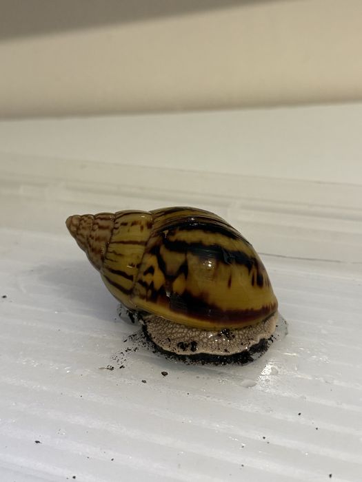 Ślimak afrykański Achatina Achatina Nigeria Standard