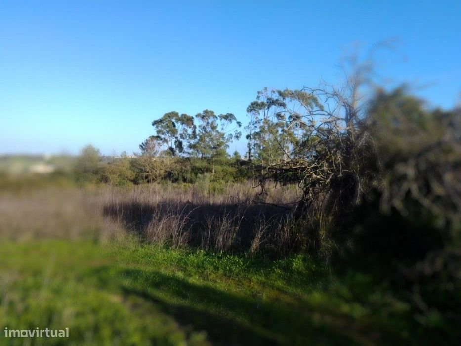 Terreno rustico com cerca de 13.000 m2 em Santarém