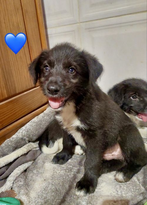 Cães bebés para adoção responsável