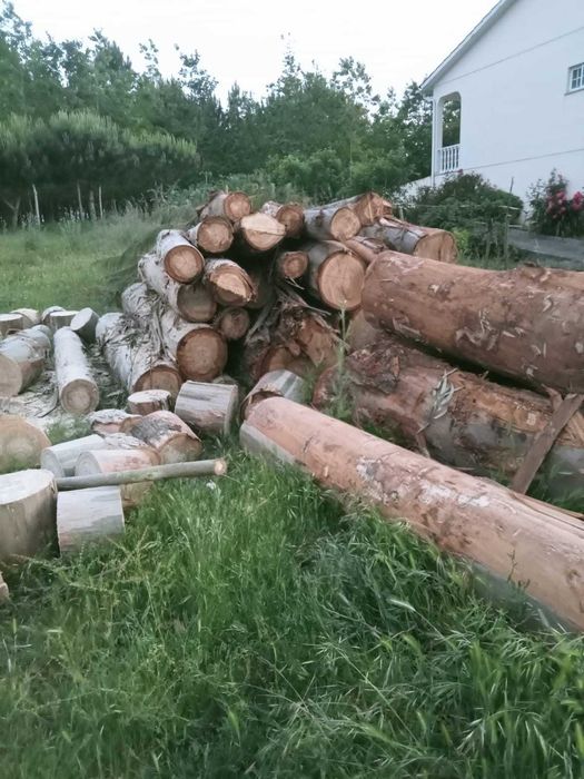 Lenha de Eucalipto Seca