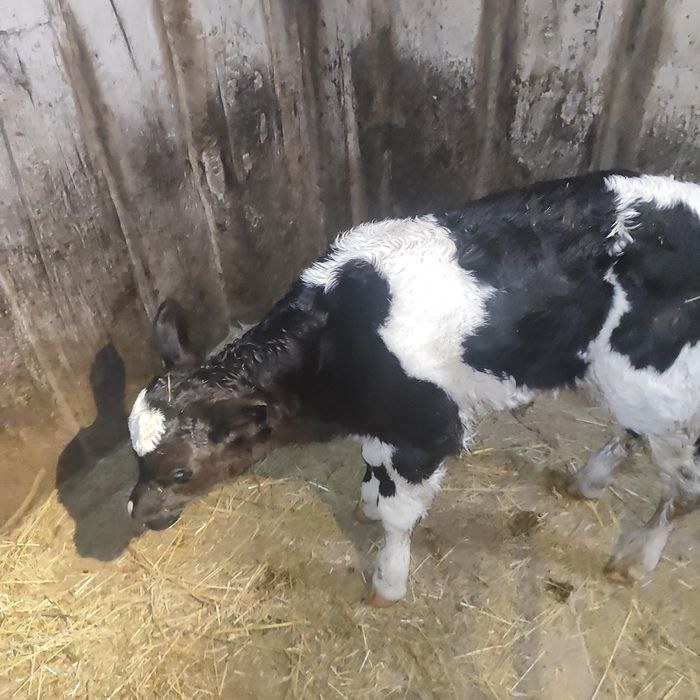 Продам теля, теличка