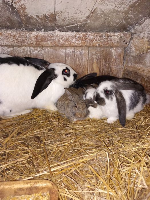 Króliki młode, samice, samce, tuszki