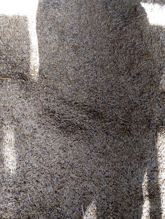 Sprzedam owies  2 rok po centrali