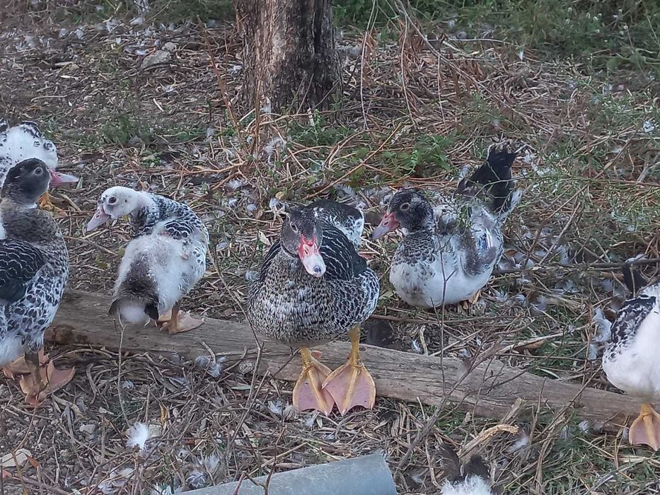 Patos Mudos Criados No Campo, 2 meses