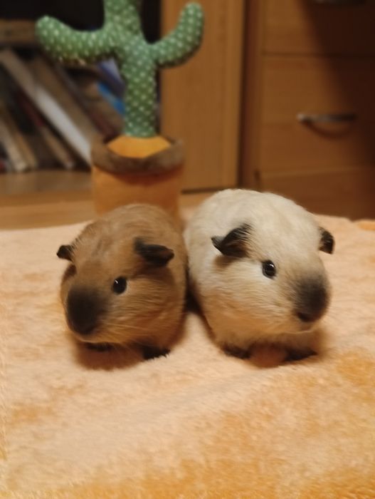 Каліфорнійські морські свинки (Мурчики)