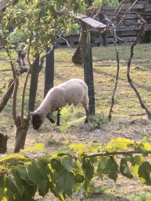 Ovelha sulfok e cruzadas