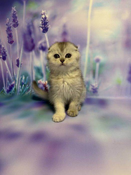 Висловухий хлопчик Фіма