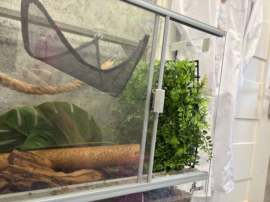 Wyposażone terrarium