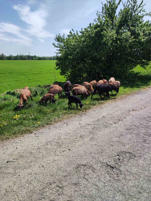 Вівці камерунські