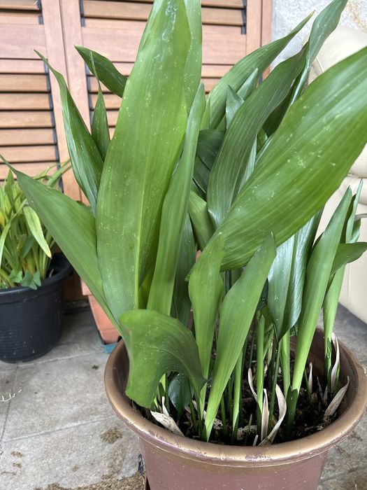 Vendo Aspidistra