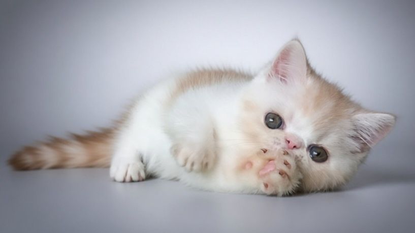 Экзотический короткошерстный
