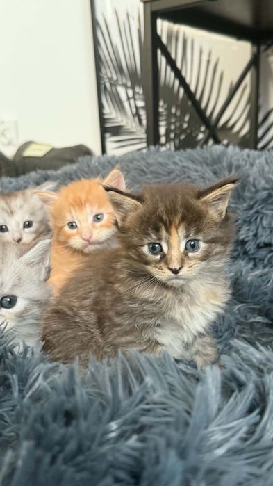 Kocięta Mainecoon Zielone Serce PL Hodowla Maine Coon