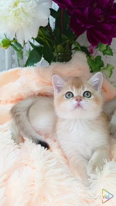 Дівчинка золота шиншила
