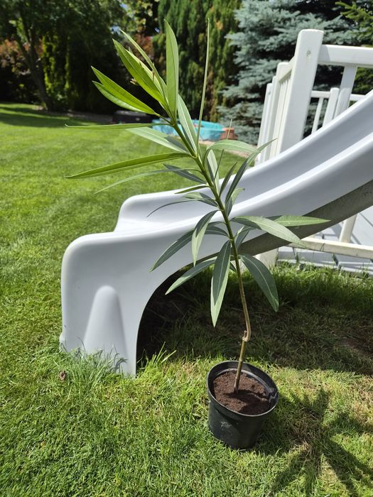Oleander jednopędowy różowy