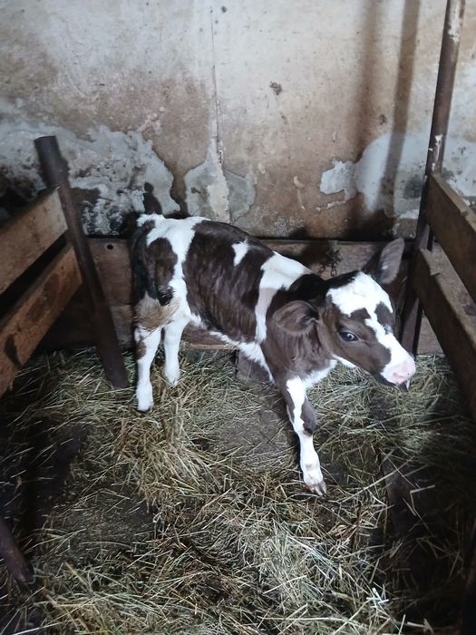 Продам  теличку  .        .