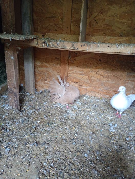 Sprzedam samice gołębia pawia