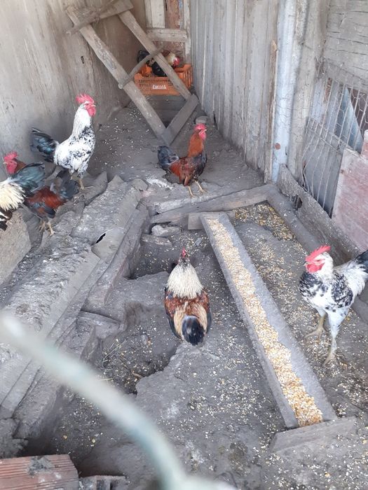 Coquichos para criação