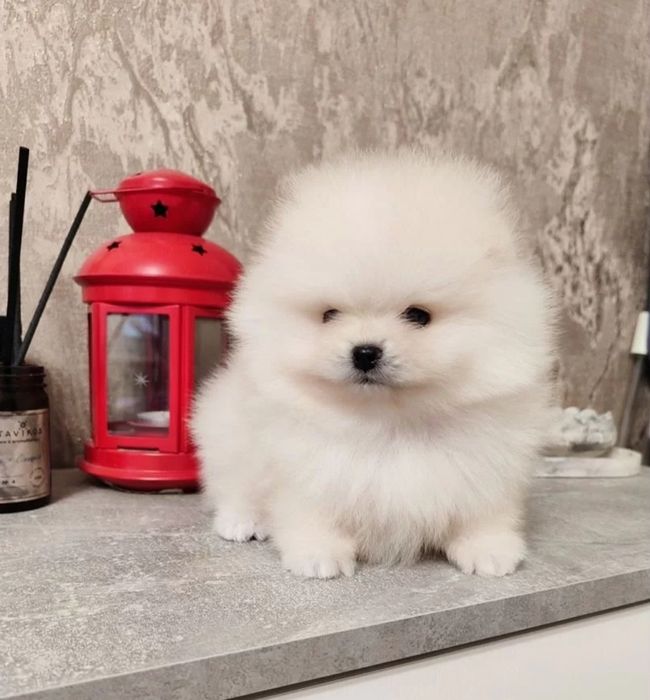 Харьков щенки померанчики шпицы мини Доставка