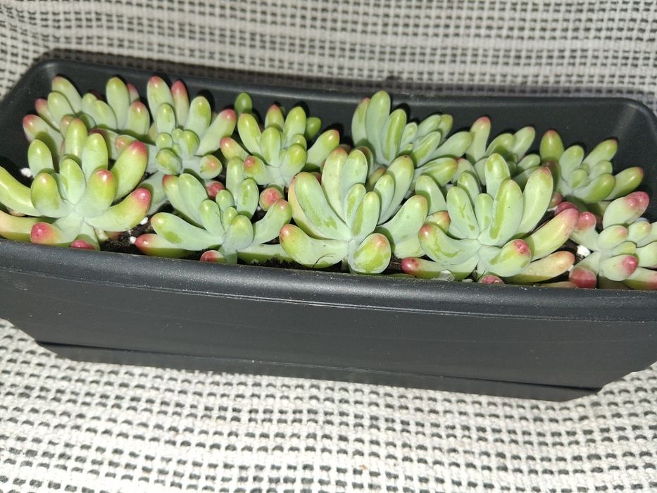 Decoração Natural