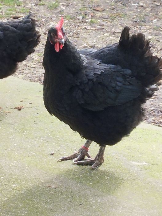 Jersey Gigante Negro Ovos Férteis