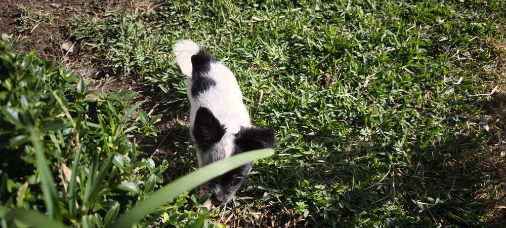 Chihuahua mini fêmea pelo longo disponível para entrega imediata