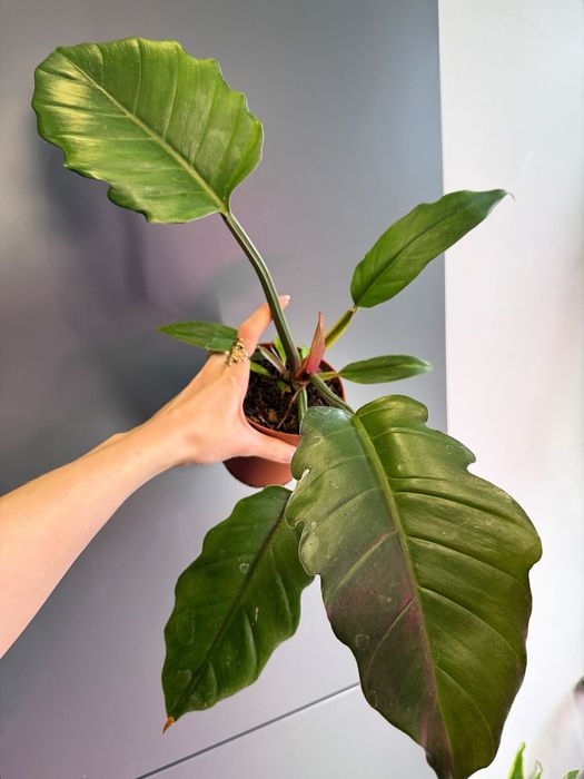 Продам Філодендрон Біллітай, melinonii, імперіал грін, міканс, малай