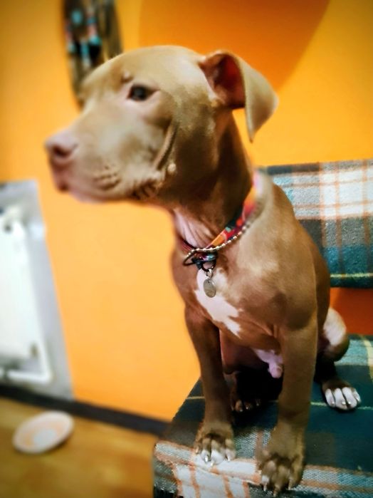 Щенок питбуля, кобель, редноуз, (хорошие гены)