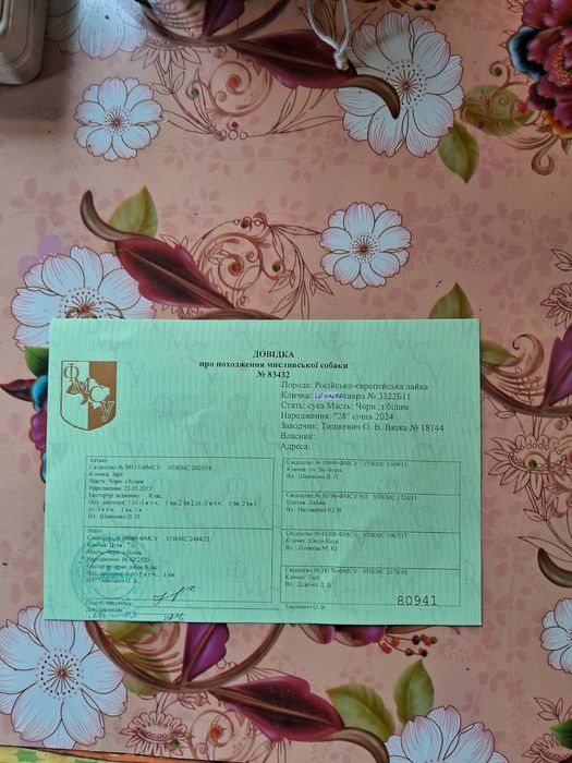 Цуценята Европейської лайки