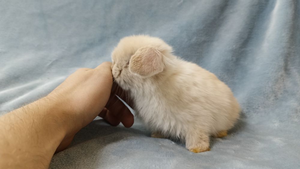 Mini lop króliki karzełek miniaturka baranek hodowla
