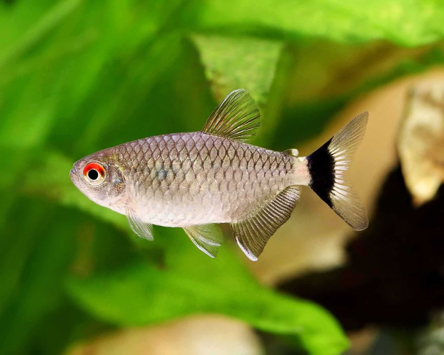 Moenkhausia sanctaefilomenae Błyszczyk parański