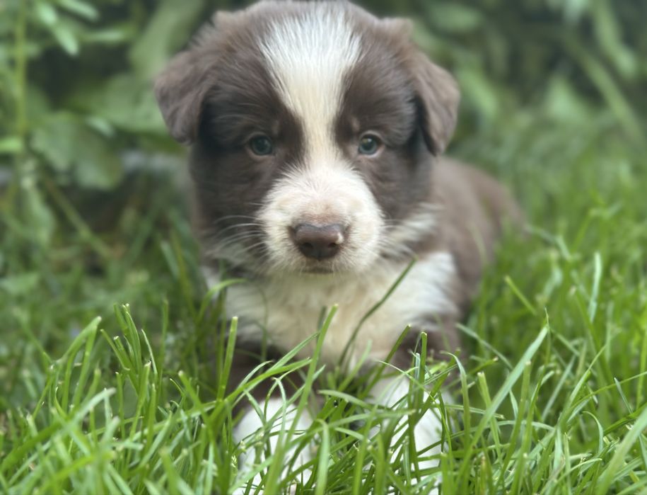 Border collie piesek WELO czekoladowo - biały