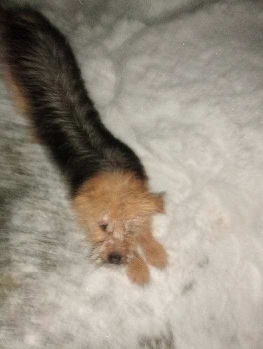 дівчинка  шукає пару для в'язки