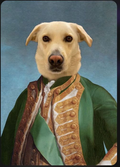 Labrador para adoção responsável